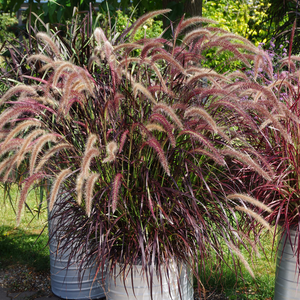 Pennisetum setaceum Rubrum