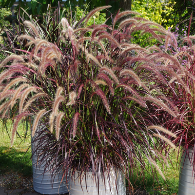 Pennisetum setaceum Rubrum
