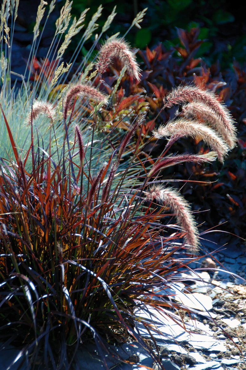 Pennisetum setaceum Rubrum