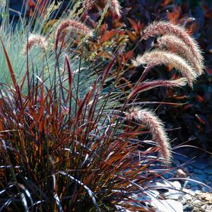 Pennisetum setaceum Rubrum