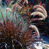 Pennisetum setaceum Rubrum