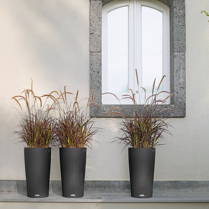 Pennisetum setaceum Rubrum