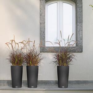 Pennisetum setaceum Rubrum
