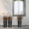 Pennisetum setaceum Rubrum