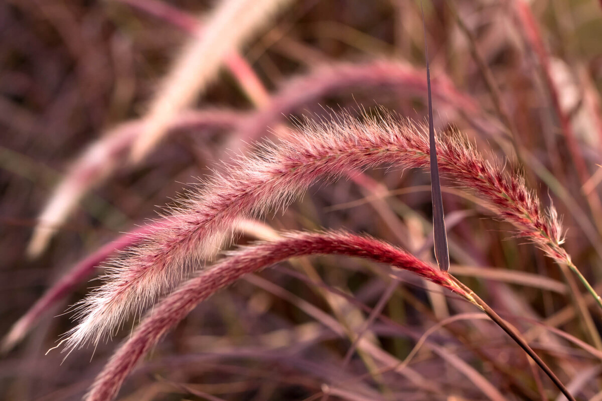Pennisetum x advena 'Rubrum' | STARKL