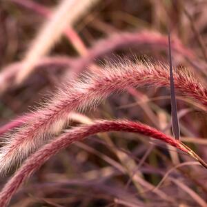 Pennisetum setaceum Rubrum