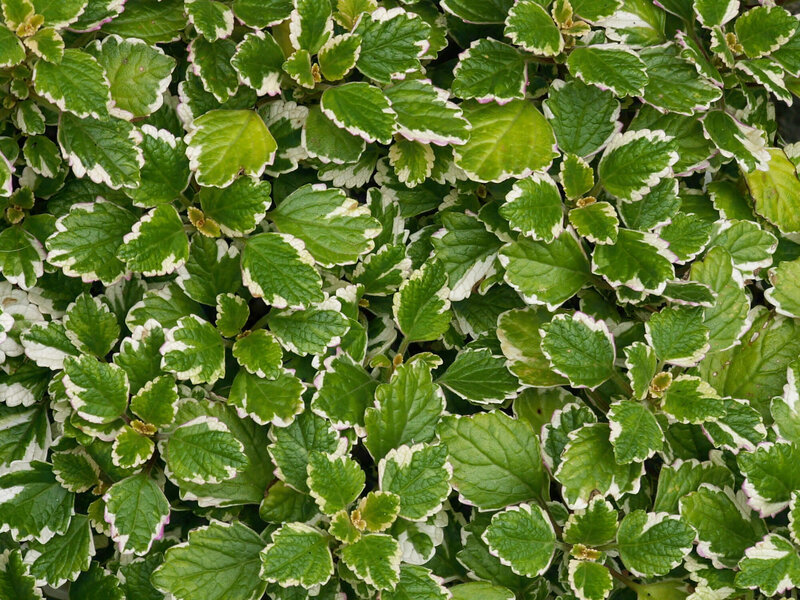 Plectranthus coleoides