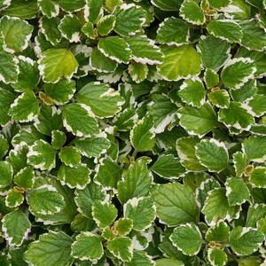 Plectranthus coleoides