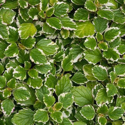 Plectranthus coleoides