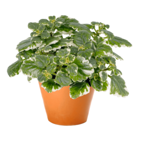Plectranthus coleoides