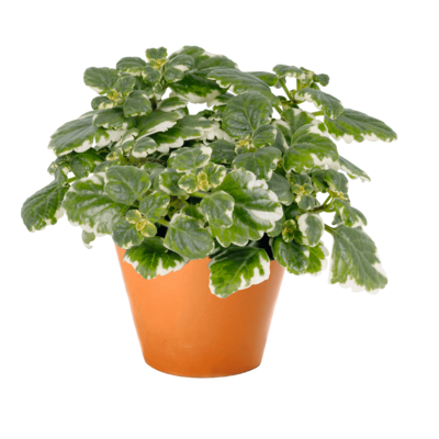 Plectranthus coleoides