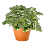 Plectranthus coleoides