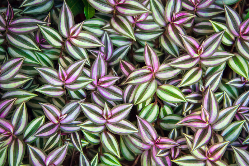 Tradescantia zebrina