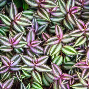 Tradescantia zebrina