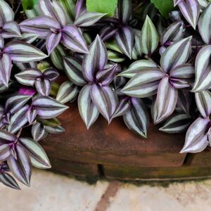 Tradescantia zebrina