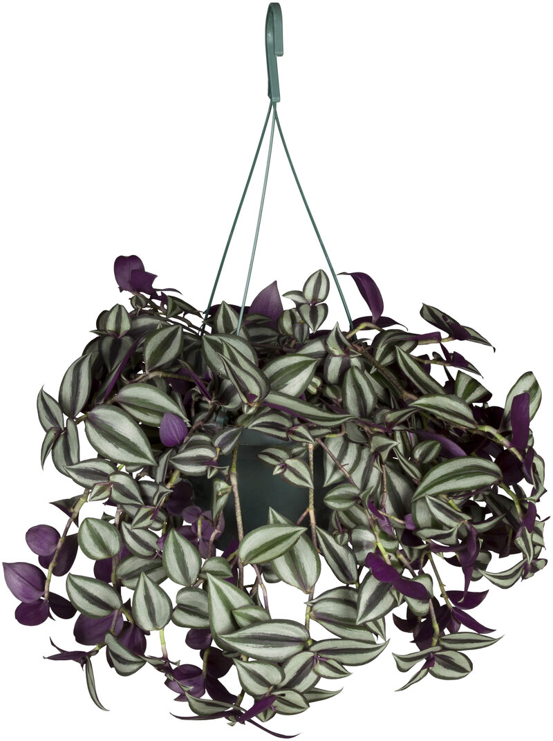 Tradescantia zebrina