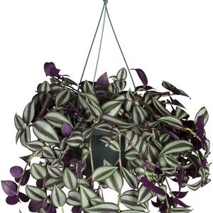 Tradescantia zebrina