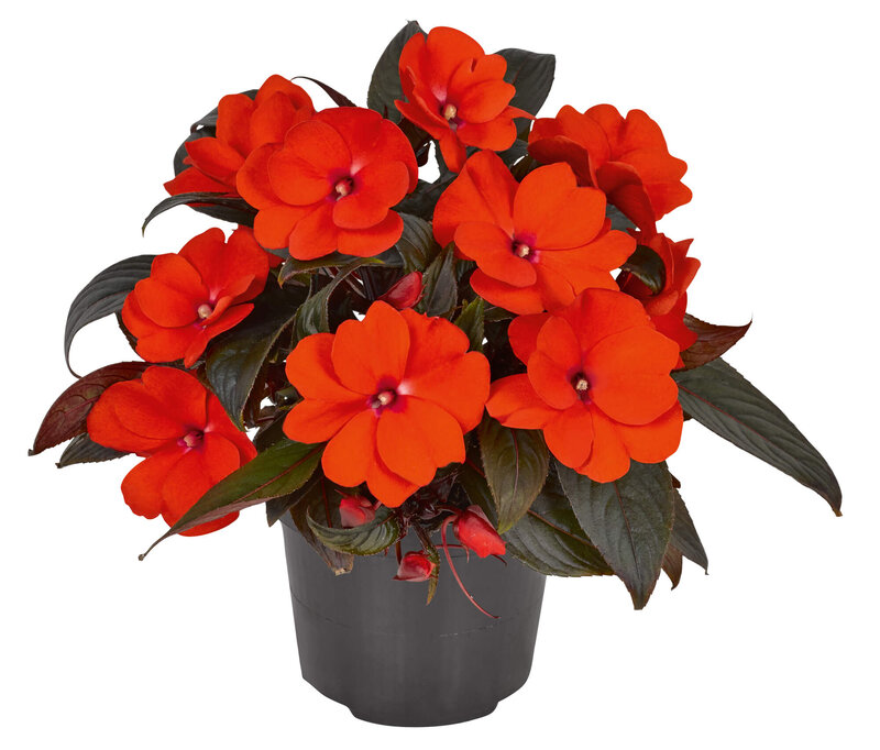 Impatiens Neu Guinea