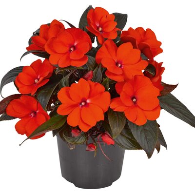 Impatiens Neu Guinea