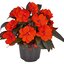 Impatiens Neu Guinea