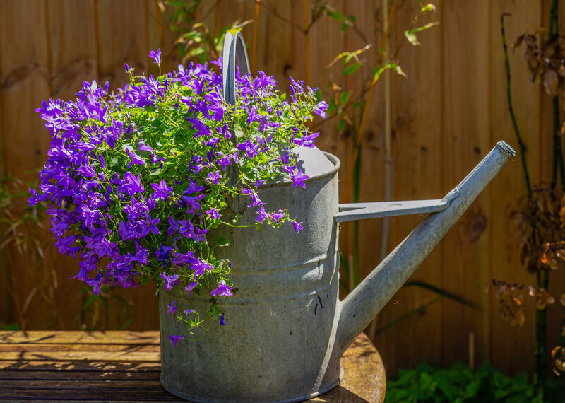 Campanula portenschlagiana