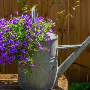 Campanula portenschlagiana