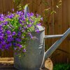 Campanula portenschlagiana
