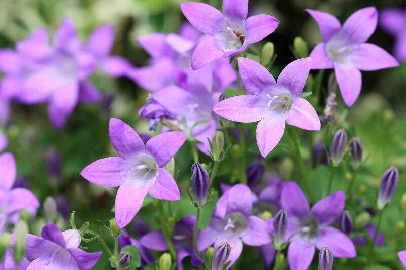 Campanula portenschlagiana