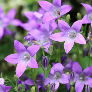 Campanula portenschlagiana