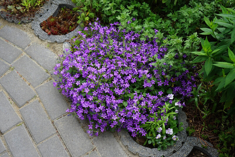 Campanula portenschlagiana