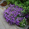 Campanula portenschlagiana