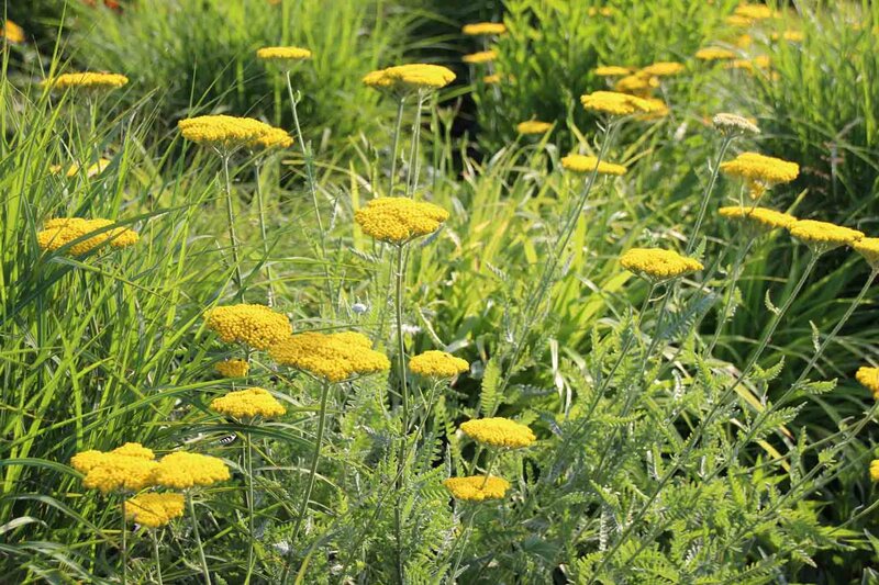 Achillea filipendulina 'Coronation Gold'