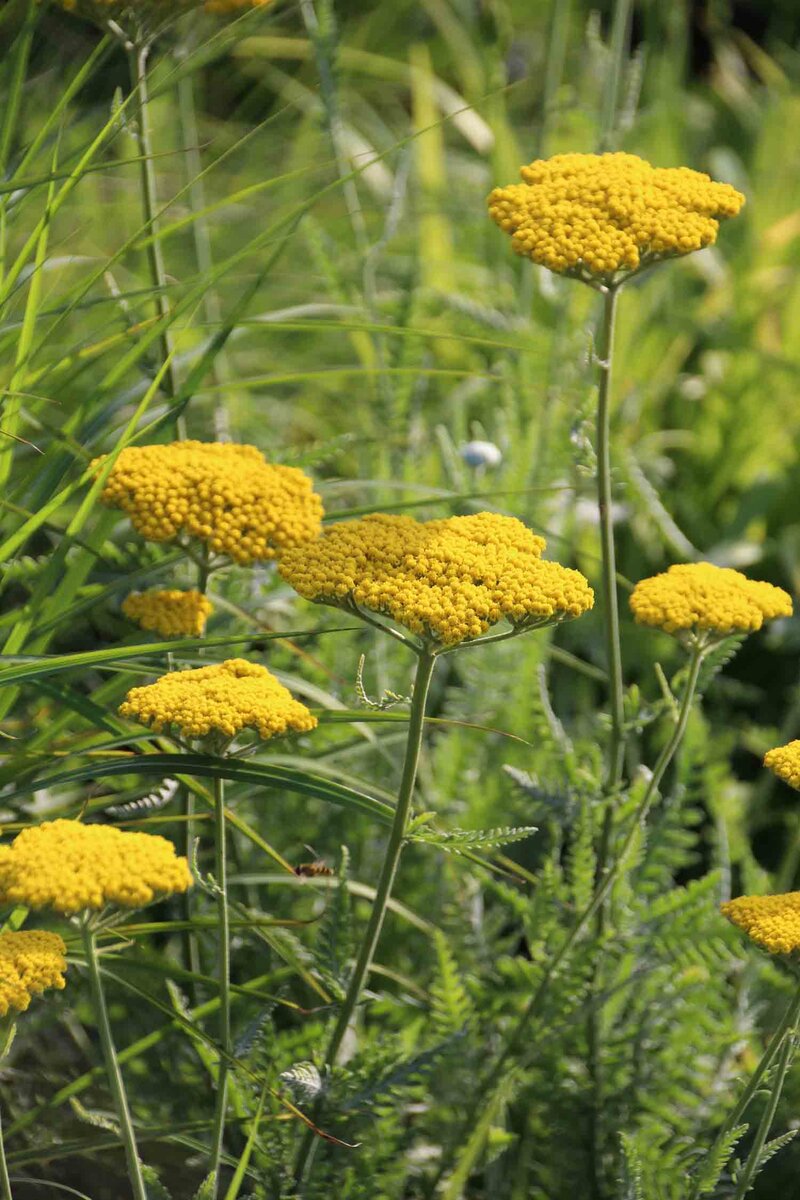 Achillea filipendulina 'Coronation Gold'