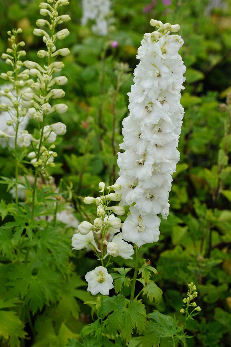 Delphinium Pacific - Hybriden Galahad