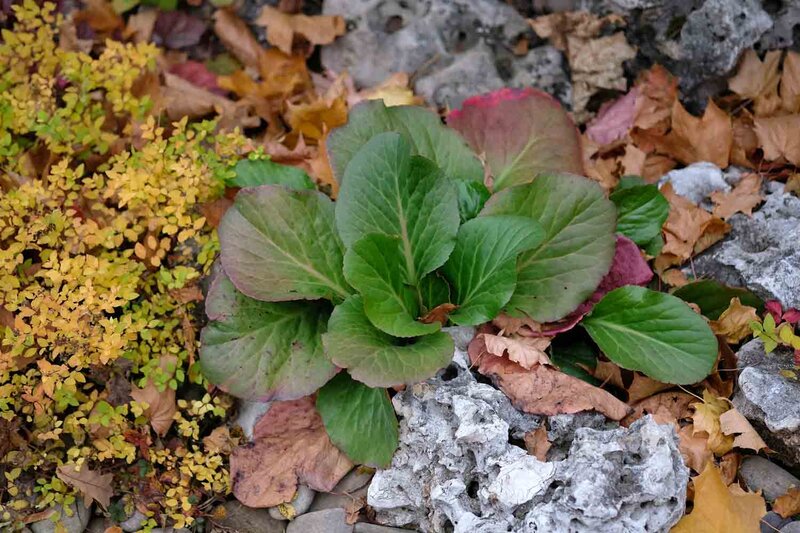 Bergenia cordifolia 'Pink Dragonfly'®