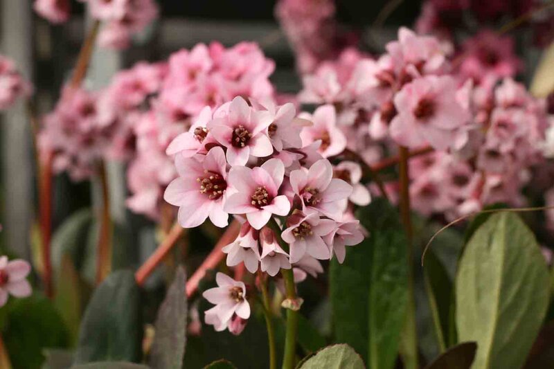 Bergenia cordifolia 'Pink Dragonfly'®