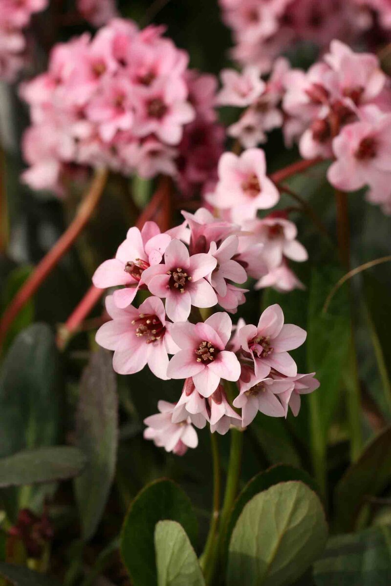 Bergenia cordifolia 'Pink Dragonfly'®