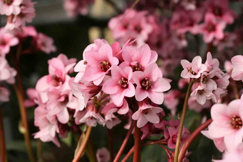 Bergenia cordifolia 'Pink Dragonfly'®