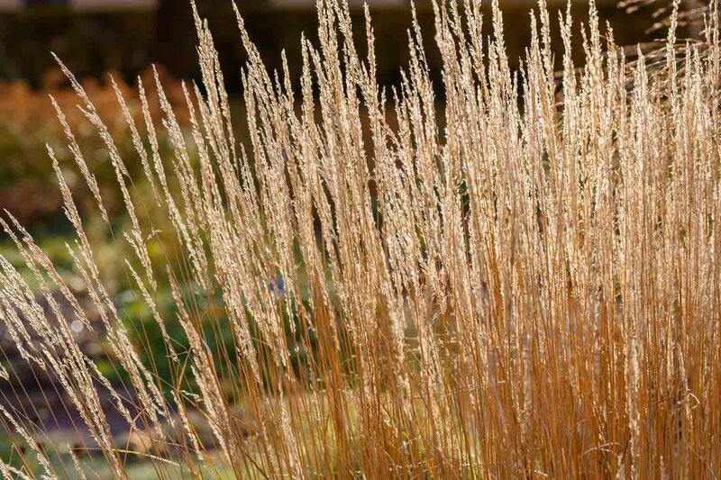 Calamagrostis x acutiflora 'Karl Foerster'