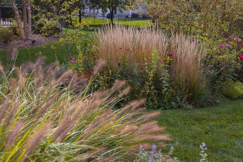 Calamagrostis x acutiflora 'Karl Foerster'