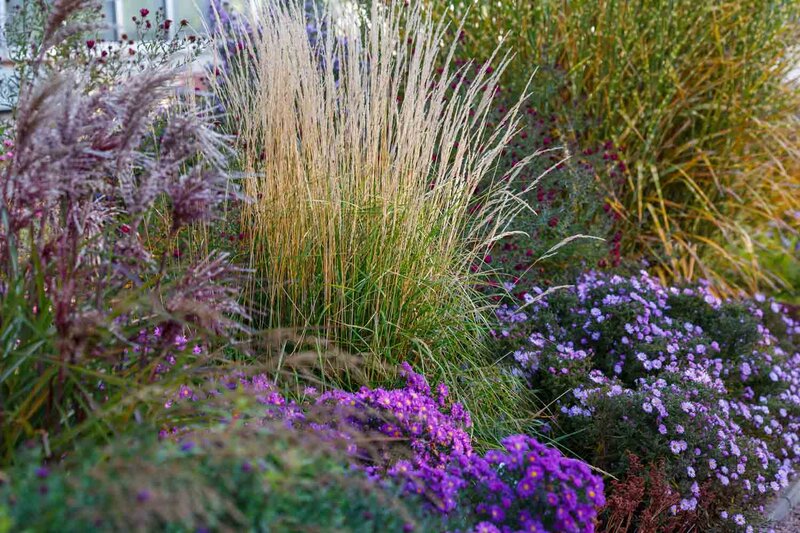 Calamagrostis x acutiflora 'Karl Foerster'