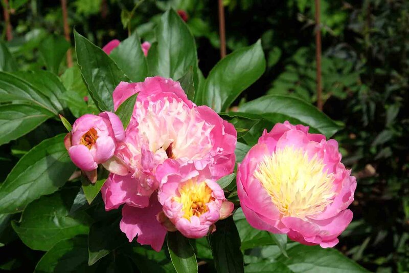 Paeonia lactiflora 'Bowl of Beauty'