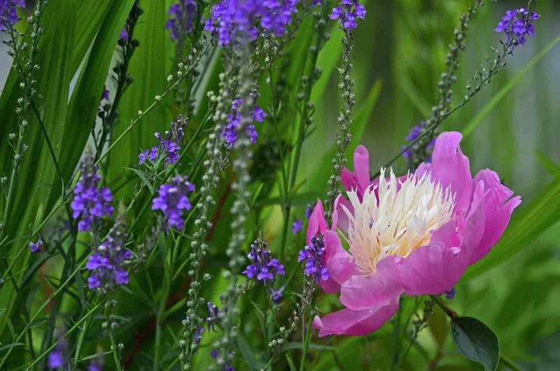 Paeonia lactiflora 'Bowl of Beauty'