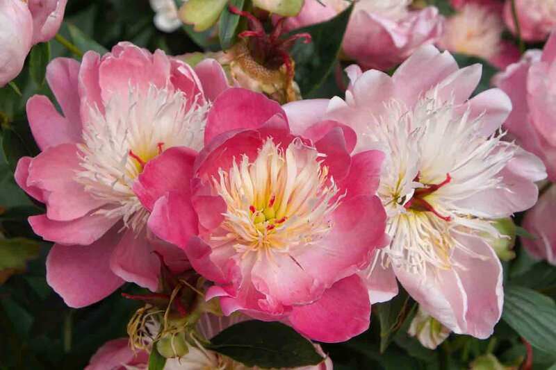 Paeonia lactiflora 'Bowl of Beauty'