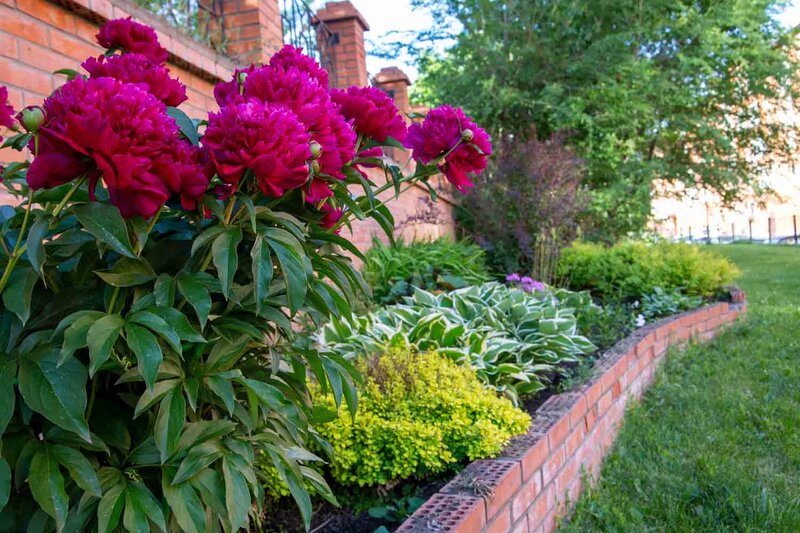 Paeonia lactiflora 'Karl Rosenfield'