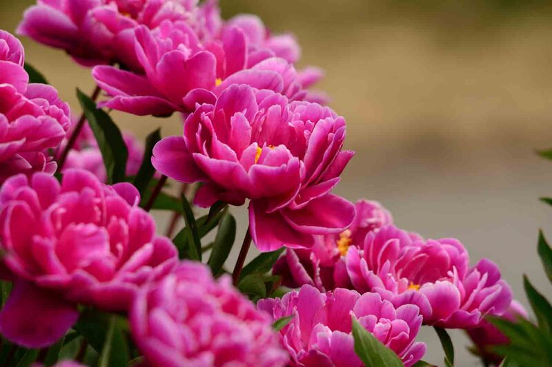 Paeonia lactiflora 'Karl Rosenfield'