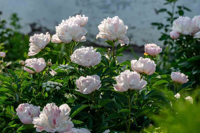 Paeonia lactiflora 'Shirley Temple'