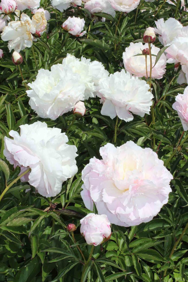 Paeonia lactiflora 'Shirley Temple'