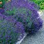 Lavandula angustifolia Hidcote Blue