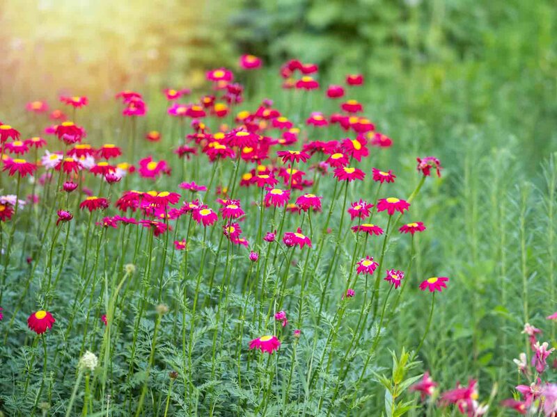 Tanacetum coccineum 'Robinson's Red'